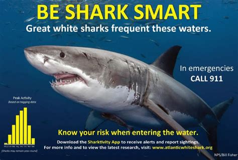 After 12-foot shark was spotted devouring a seal off Cape Cod, researchers urge people to be ‘Shark Smart’ ahead of Memorial Day weekend